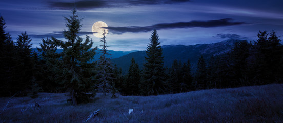 Wall Mural - spruce forest on the hillside meadow at night. colorful grass in autumn. hills rolling in to the dis