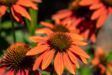 Poster - Flowers of  Echinacea - an herb stimulating the immune system