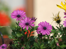  Blooming Intense Violet Blue African Marguerite Or Cape Daisy Flowers