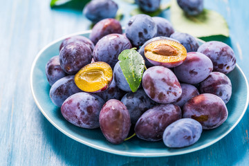 Freshly picked plums (Zwetschgen) fruits in bowl on cyan background.