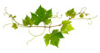 canvas print picture - Small branch of grape vine on white background