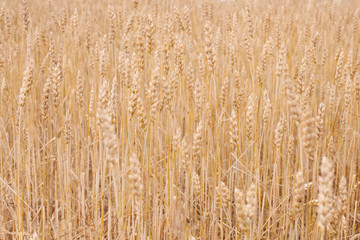 background of a field of ripe yellow rye close up