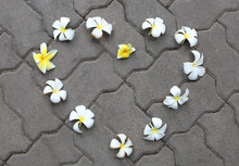 Frangipani Or Plumeria Flower Arranged In Heart Shape On The Brick Floor
