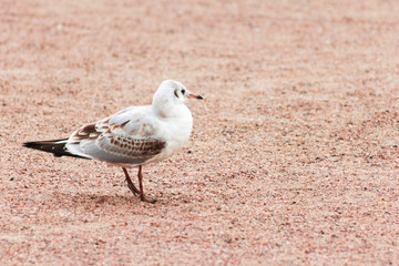 Seagull walking on sand closeup  birds sea world  free  scavenger