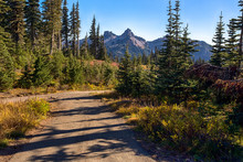 Walking Path In Autumn Forest In Sunny Day. Tatoosh Mountains Range On The Background. Location Is Mt. Rainier National Park, Washington, USA
