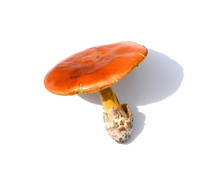 Close Up Of Amanita Caesarea Mushrooms Isolated On Vhite Background.  Caesars Mushroom. In France Known As Roi De Champignons 