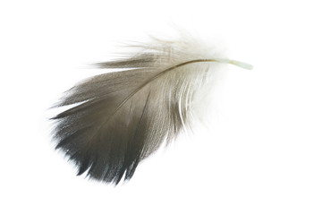 Beautiful  eagle feather isolated on white background