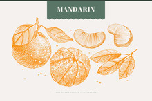 Hand-drawn Mandarin. Dessert Citrus Fruit, Lobule, And Whole. Organic Food Concept. It Can Be Used As An Element Of The Design Of Markets, Menus, And Packaging. Vintage Botanical Illustration.