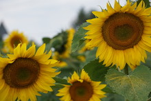 Three Beautiful Sunflowers