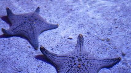 Ocean tropical exotic Starfish on aquarium bottom. Closeup two amazing sea starfish lying on sandy bottom in clean aquarium water.