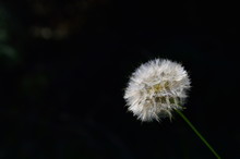 Dandelion Seed Head On A Black Background