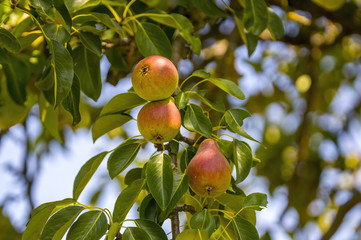 a delicious juicy pear on a tree in the seasonal garden