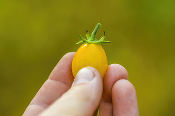 a fresh tomato fruit in the garden