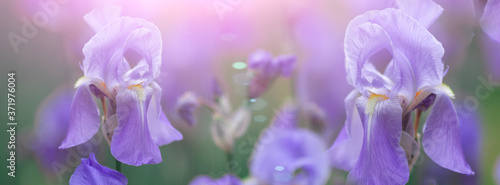 Banner beautiful purple iris flowers grow in the sunrise.