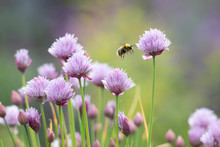 Bumblebee Flying Around Chive Flowers
