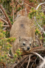 The Rock Hyrax, Also Called Cape Hyrax, Coney Or Rock Rabbit Likes To Scramble Around Looking For Food