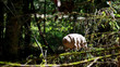 toy tardigrade in the forest