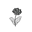 Hand drawn illustration in retro vintage style. Milkweed plant.