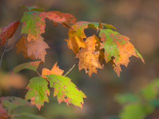 Poster - Autumnal colored oak leaves