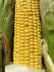 Poster - Fresh seasonal corn with leaves close up