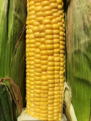 Poster - Fresh seasonal corn with leaves close up