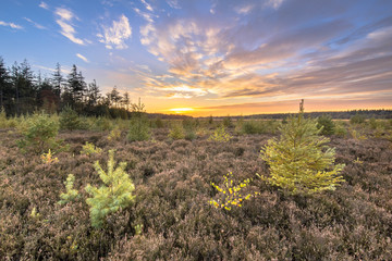 Sticker - Heathland with bright colored larch