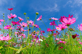 Fototapeta  - Pink cosmos flowers in the garden with blue sky  background