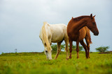 Fototapeta Konie - Two horses grazing in a meadow