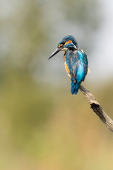 Wall Mural - male common kingfisher perched on a branch looking down with light coloured background.