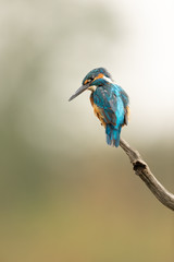 Wall Mural - male common kingfisher perched on a branch looking down with light coloured background.
