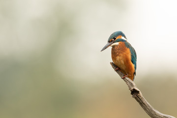 Wall Mural - common kingfisher perched on a branch with light background.