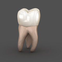 Wall Mural - Dental anatomy - First maxillary molar tooth. Medically accurate dental 3D illustration