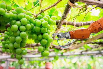 Smart farming and digital agriculture Robotic arm is working in Fruit picking Grape fruit