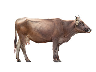 Wall Mural - Brown cow isolated on white background.