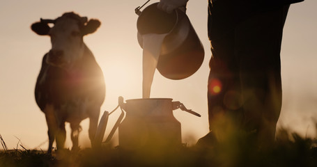 Farmer pours milk into can at sunset, in the background of a meadow with a cow