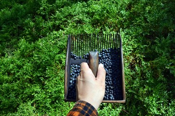 Man is picking blueberries with a special comb