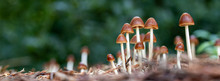 Macro Of Mushrooms In The Forest