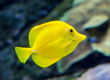 Fototapeta Psy - Yellow tang Tropical fish found around the Hawiian islands