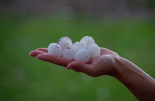 Very Large Hail On A Palm Close Up