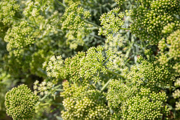 Sea fennel or Rock Samphire close up. Crithmum maritimum L. Apiaceae