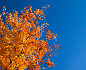 colorful fall tree with orange leaves contrast against a clear blue sky