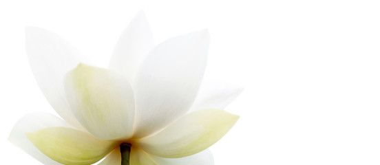 Wall Mural - Closeup on  lotus petal, Selective focus Lotus white flower on white background. Shallow Dof.