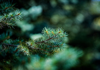 Wall Mural - Green blue prickly branches of a evergreen fir tree. Blue spruce, green spruce or Colorado spruce. Christmas background. Selective focus.