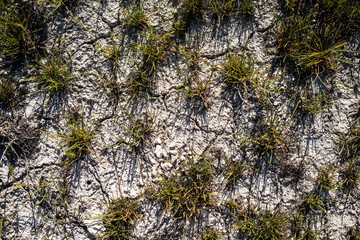 lonely bushes growing in the white sand