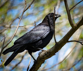 Crow in Stowe, Vermont