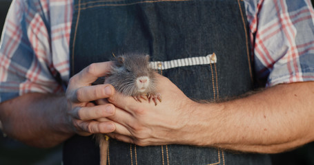 The owner is holding a small nutria - coypu. Livestock