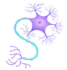 Wall Mural - Nerve Cell Structure and Function