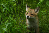 Fototapeta Zwierzęta - młody lis w trawie