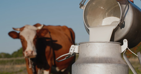 Farmer pours milk into can, in the background of a meadow with a cow