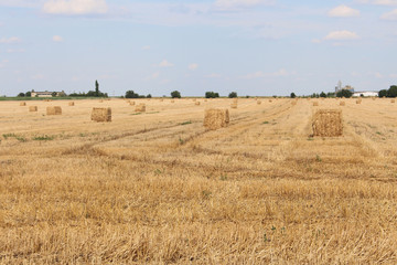 Haystacks in a harvested wheat field